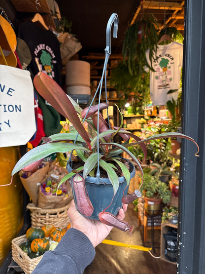 Nepenthes &