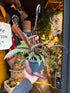 Nepenthes &
