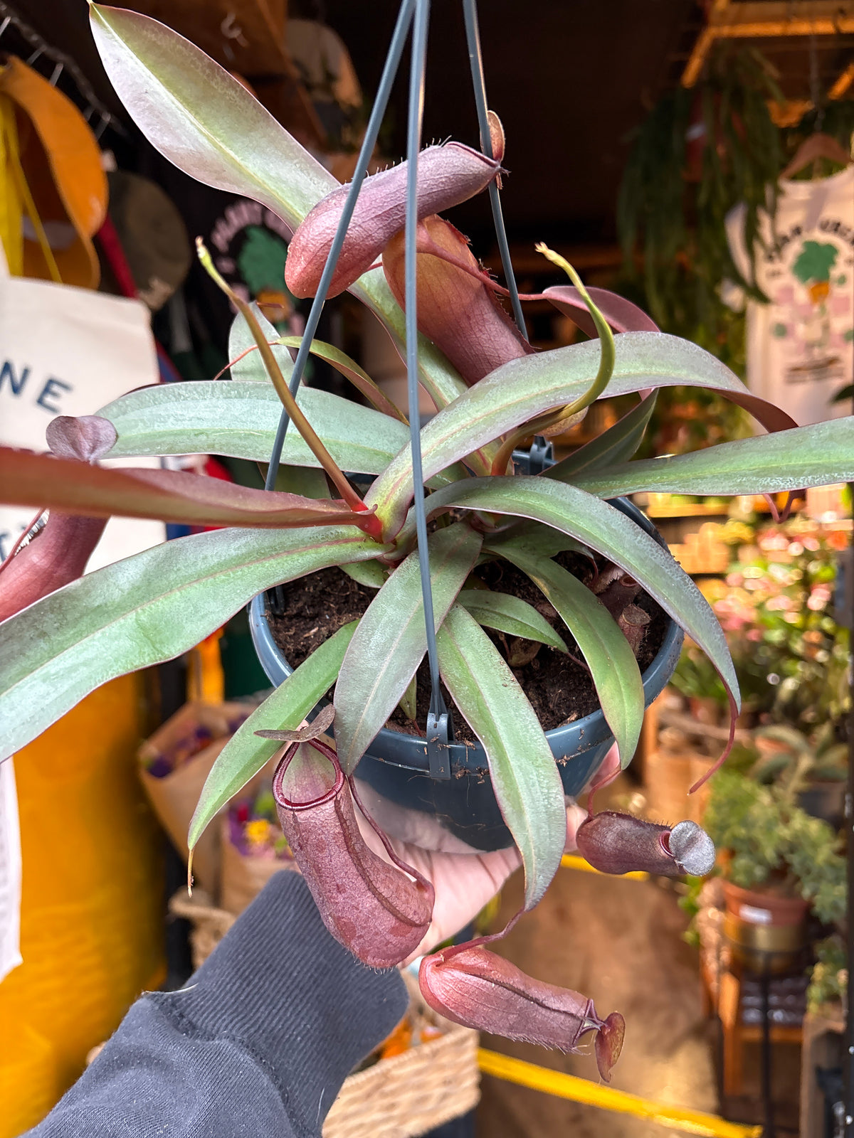 Nepenthes &