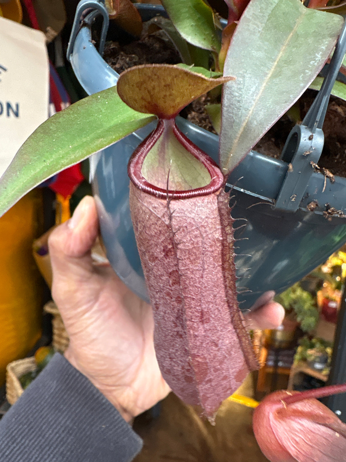 Nepenthes &