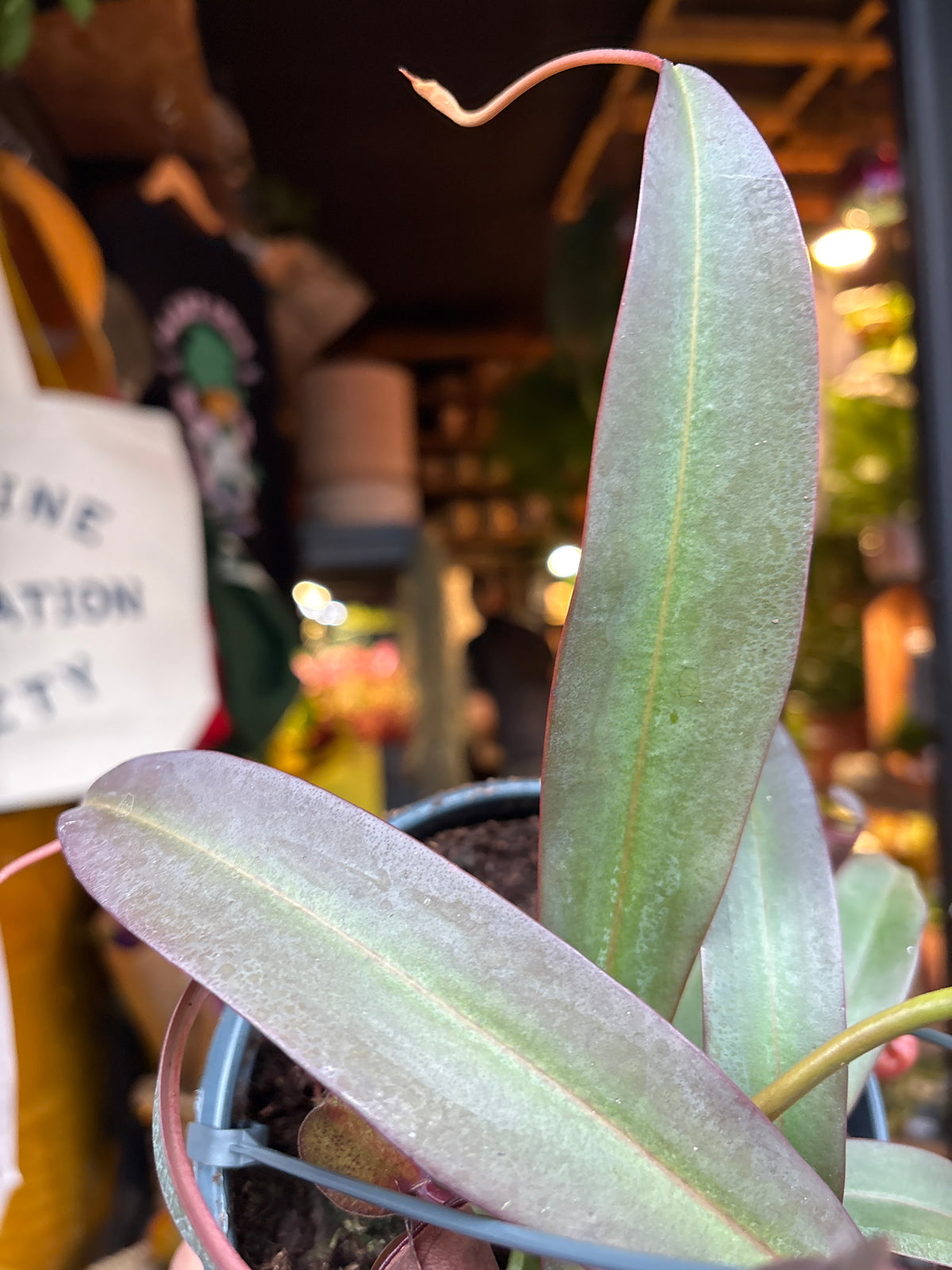 Nepenthes &