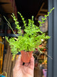 A Nephrolepis Green Fantasy plant in front of Urban Tropicana’s Plant Shop in Chiswick London