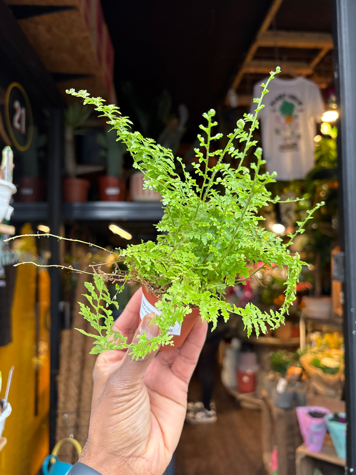 A Nephrolepis Green Fantasy plant in front of Urban Tropicana’s Plant Shop in Chiswick London