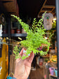 A Nephrolepis Green Fantasy plant in front of Urban Tropicana’s Plant Shop in Chiswick London