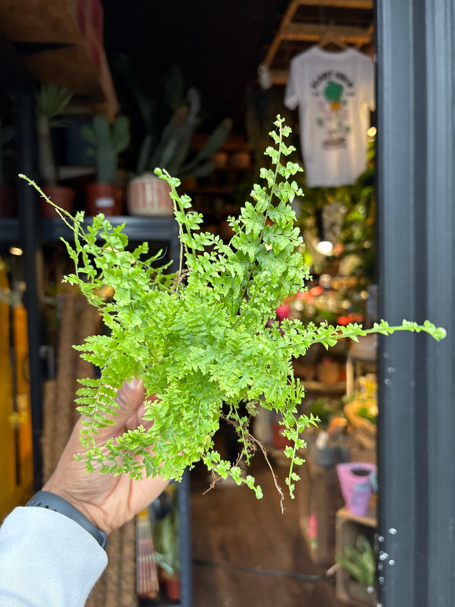 A Nephrolepis Green Fantasy plant in front of Urban Tropicana’s Plant Shop in Chiswick London