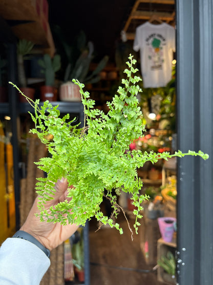 A Nephrolepis Green Fantasy plant in front of Urban Tropicana’s Plant Shop in Chiswick London