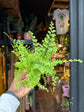 A Nephrolepis Green Fantasy plant in front of Urban Tropicana’s Plant Shop in Chiswick London