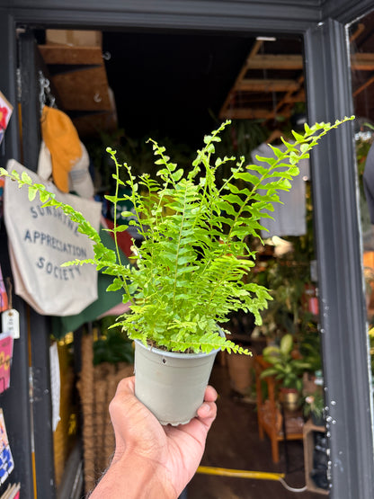 Nephrolepis exaltata ‘Green Delight’ Boston fern in 9cm pot outside Urban Tropicana plant shop in Chiswick, London