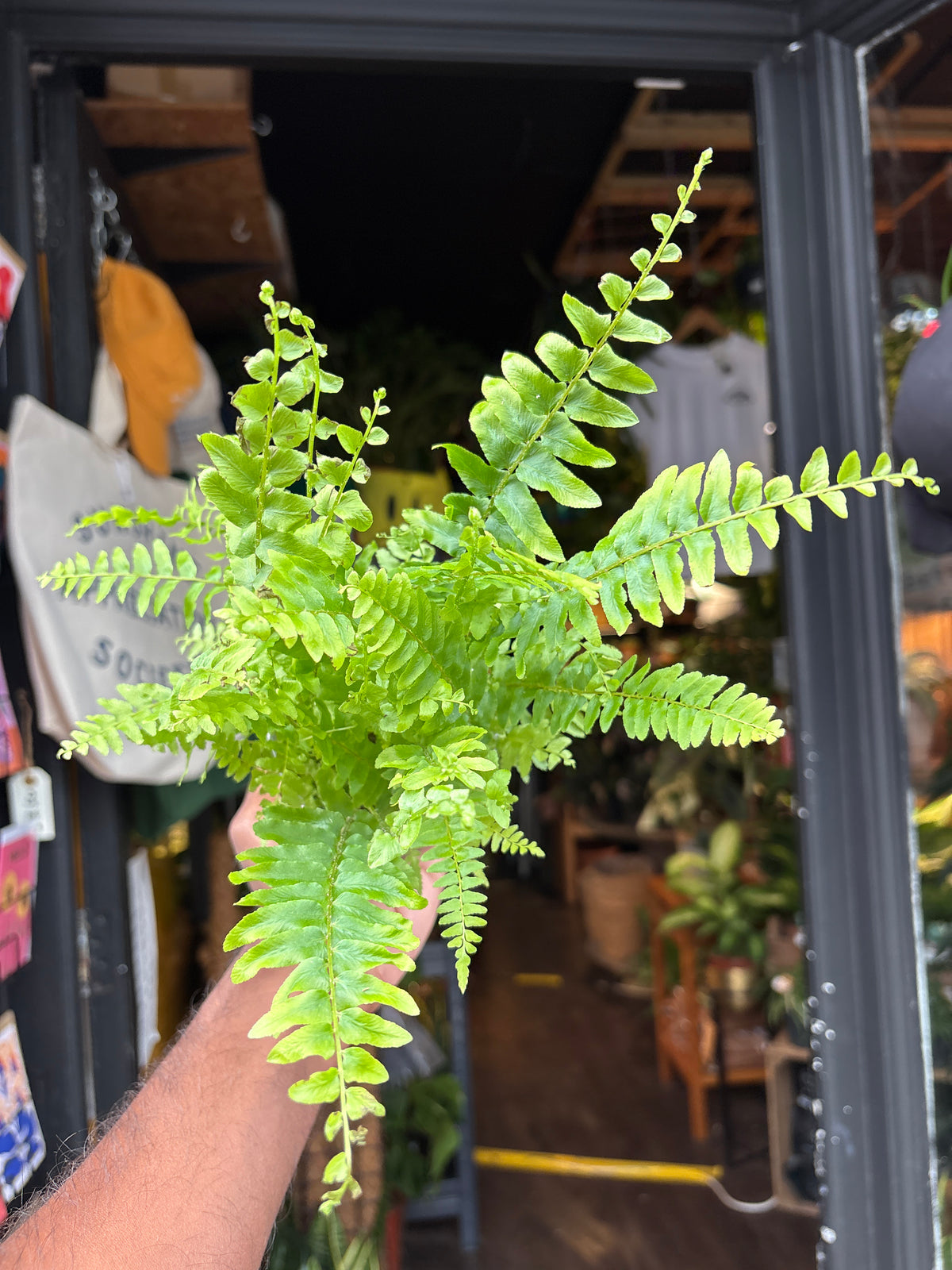 Nephrolepis exaltata ‘Green Delight’ Boston fern in 9cm pot outside Urban Tropicana plant shop in Chiswick, London