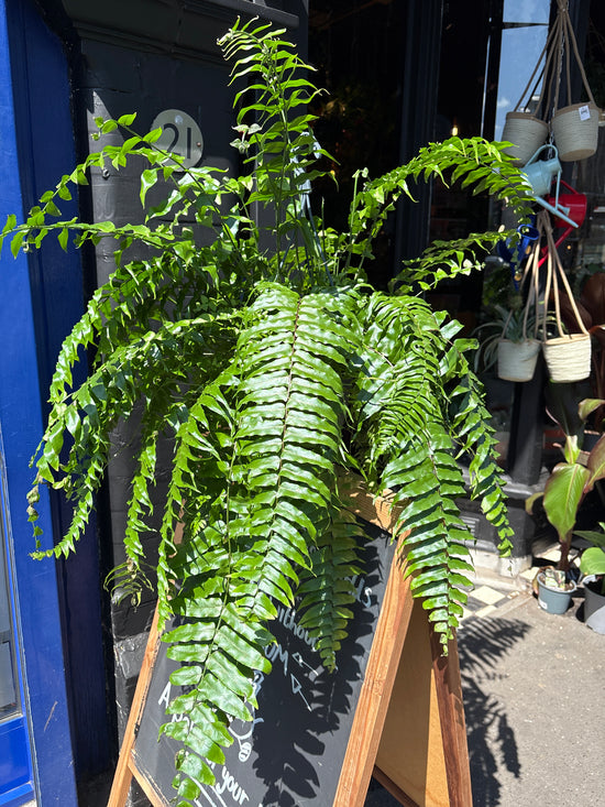 A Nephrolepsis Biserrata ‘Macho’ plant in front of Urban Tropicana’s Plant Shop in Chiswick London