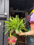 A Nephrolepsis Exaltata Sonata plant in front of Urban Tropicana’s plant shop in Chiswick, London