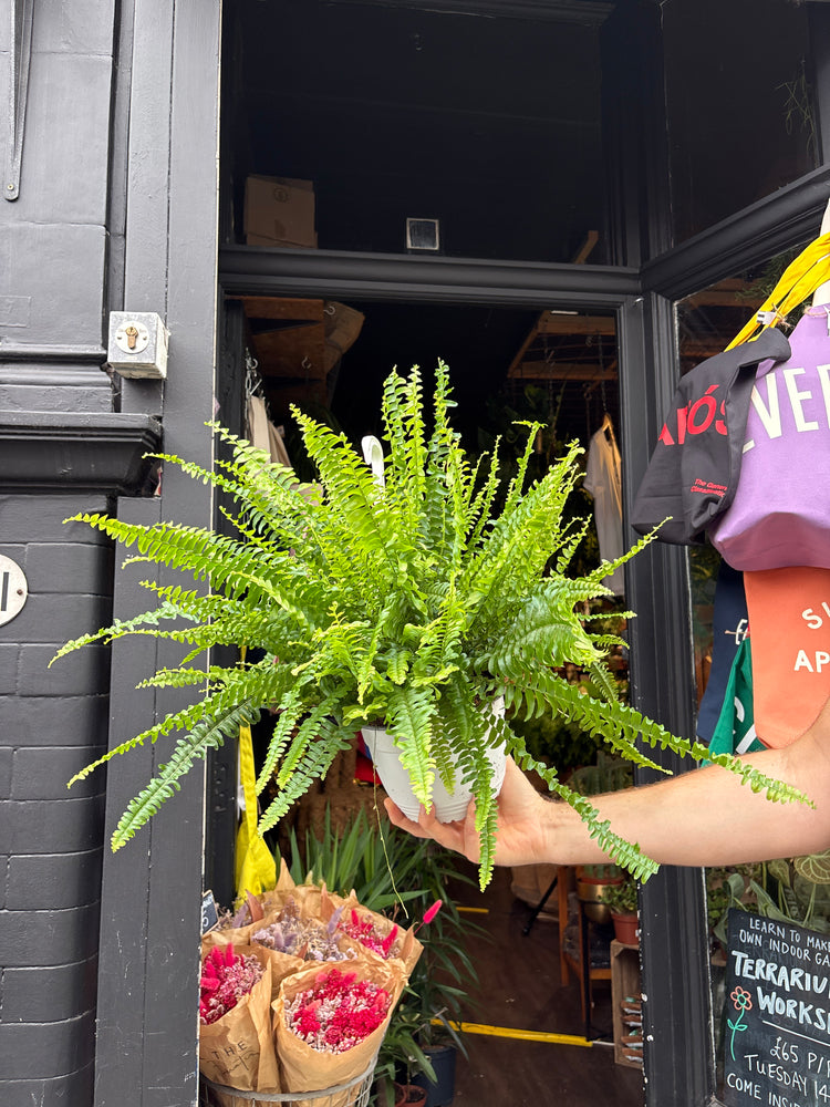 A Nephrolepsis Exaltata Sonata plant in front of Urban Tropicana’s plant shop in Chiswick, London