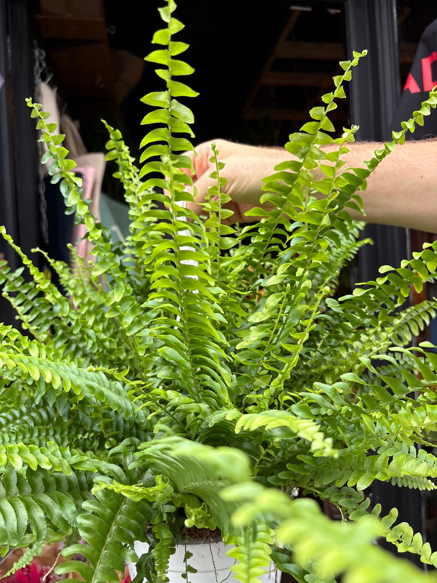 
A Nephrolepsis Exaltata Sonata plant in front of Urban Tropicana’s plant shop in Chiswick, London