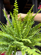 
A Nephrolepsis Exaltata Sonata plant in front of Urban Tropicana’s plant shop in Chiswick, London