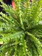 A Nephrolepsis Exaltata Sonata plant in front of Urban Tropicana’s plant shop in Chiswick, London