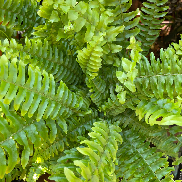 A Nephrolepsis Green Moment plant, also known as a Boston Fern, in front of Urban Tropicana&