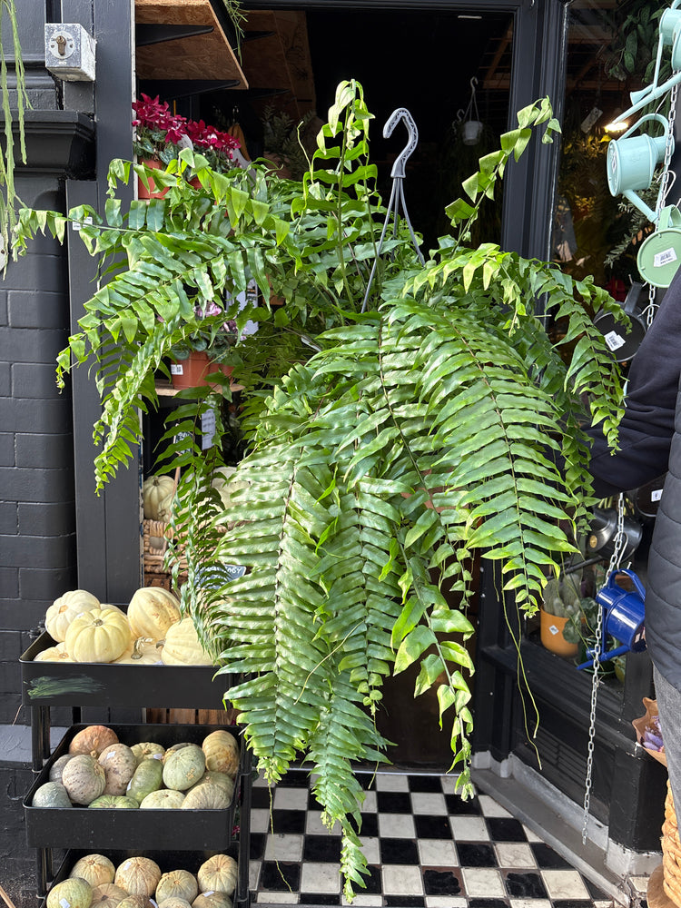 A Nephrolepsis Biserrata ‘Macho’ plant in front of Urban Tropicana’s Plant Shop in Chiswick London