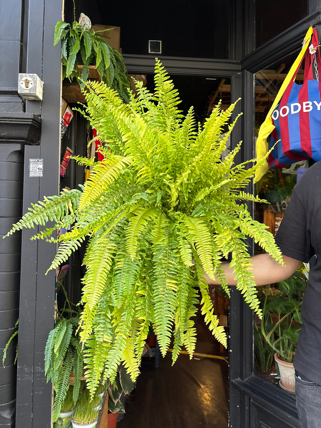 Nephrolepis exaltata ‘Tiger Fern’ in 20cm pot outside Urban Tropicana plant shop in Chiswick, London