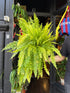 Nephrolepis exaltata ‘Tiger Fern’ in 20cm pot outside Urban Tropicana plant shop in Chiswick, London