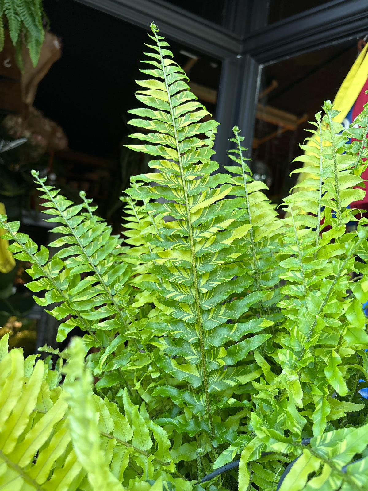 Nephrolepis exaltata ‘Tiger Fern’ in 20cm pot outside Urban Tropicana plant shop in Chiswick, London