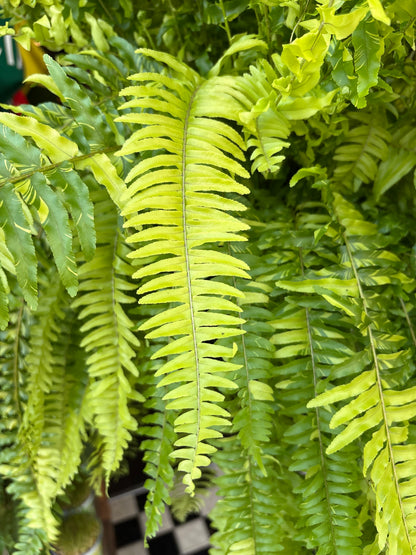 Nephrolepis exaltata ‘Tiger Fern’ in 20cm pot outside Urban Tropicana plant shop in Chiswick, London
