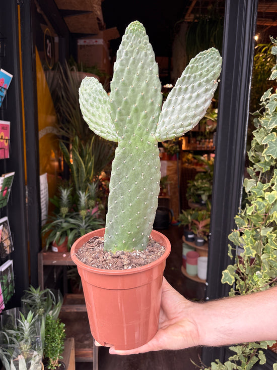 An Opuntia Consolea or Roadkill Cactus in front of Urban Tropicana’s Plant Shop in Chiswick London
