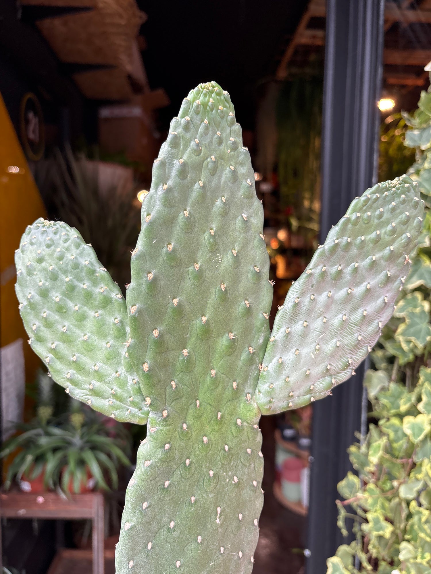 An Opuntia Consolea or Roadkill Cactus in front of Urban Tropicana’s Plant Shop in Chiswick London