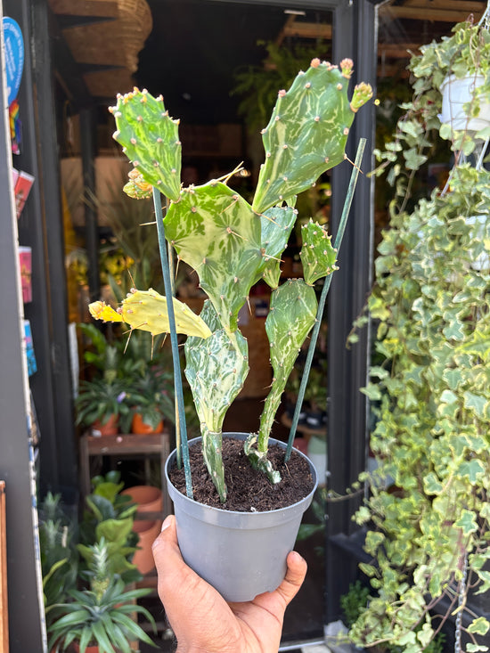Opuntia jamaicensis in front of Urban Tropicana’s Plant Shop in Chiswick London