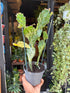 Opuntia jamaicensis in front of Urban Tropicana’s Plant Shop in Chiswick London