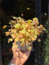 Oxalis ‘Sunset Velvet’ in front of Urban Tropicana’s Plant Shop in Chiswick London