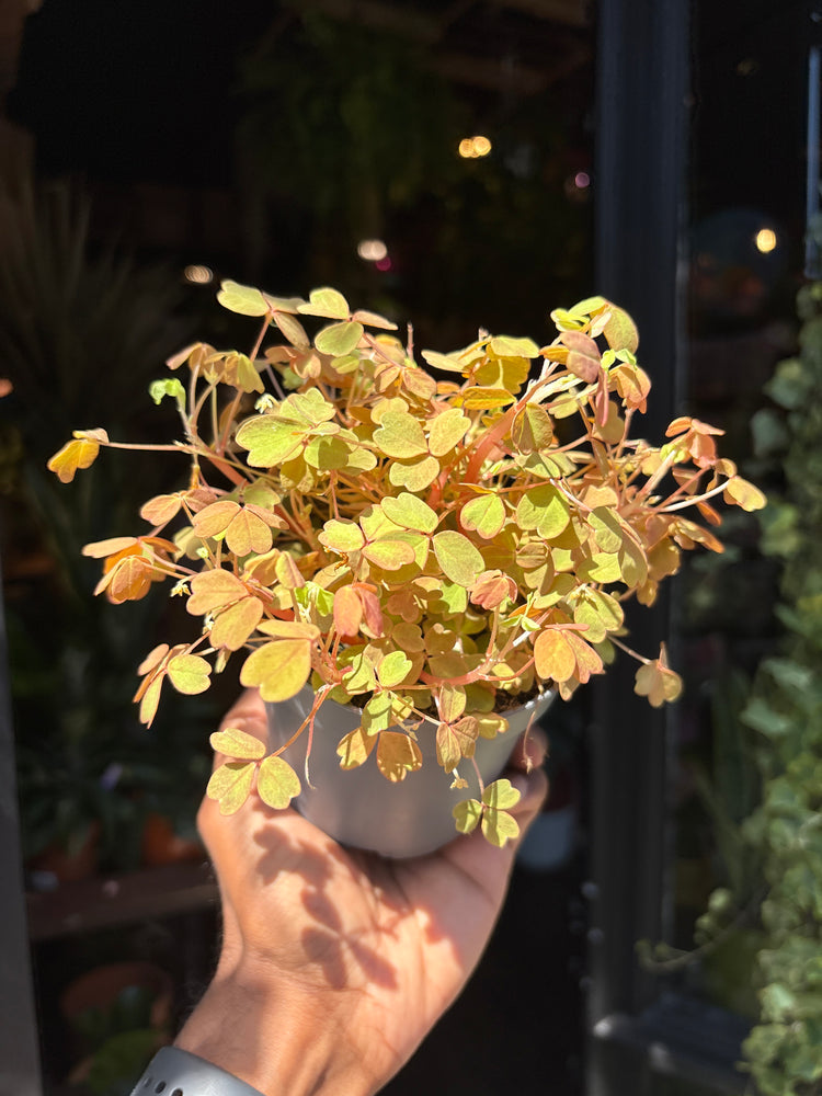 Oxalis ‘Sunset Velvet’ in front of Urban Tropicana’s Plant Shop in Chiswick London