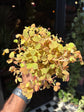 Oxalis ‘Sunset Velvet’ in front of Urban Tropicana’s Plant Shop in Chiswick London