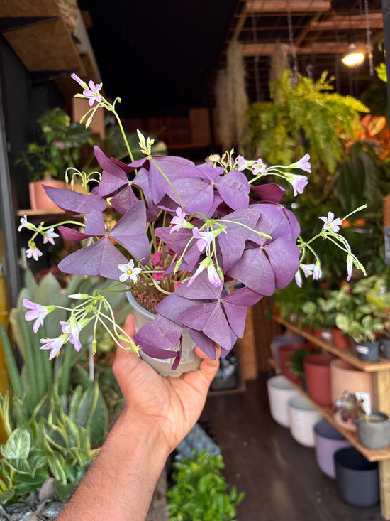Oxalis triangularis in front of Urban Tropicana’s Plant Shop in Chiswick London
