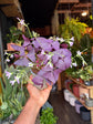 Oxalis triangularis in front of Urban Tropicana’s Plant Shop in Chiswick London