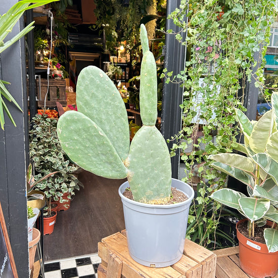 Opuntia also know as a Bunny Ear Cactus in Urban Tropicana’s Plant shop in Chiswick London