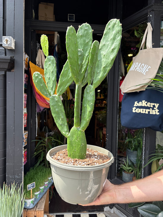 Opuntia Cochenillifera, also known as Nopal Cactus, Cochineal Nopal or Prickly Pear Cactus, outside Urban Tropicana’s store in Chiswick, London