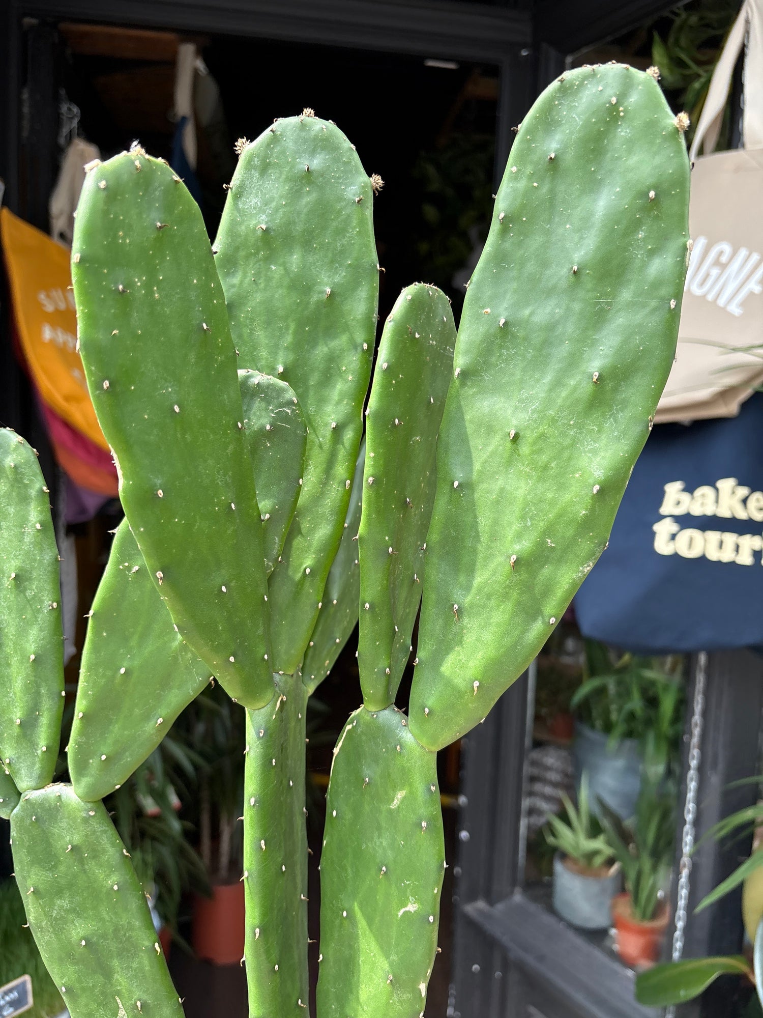 Opuntia Cochenillifera, also known as Nopal Cactus, Cochineal Nopal or Prickly Pear Cactus, outside Urban Tropicana’s store in Chiswick, London