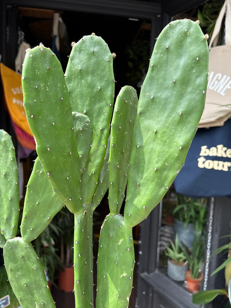 Opuntia Cochenillifera, also known as Nopal Cactus, Cochineal Nopal or Prickly Pear Cactus, outside Urban Tropicana’s store in Chiswick, London