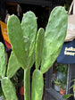Opuntia Cochenillifera, also known as Nopal Cactus, Cochineal Nopal or Prickly Pear Cactus, outside Urban Tropicana’s store in Chiswick, London