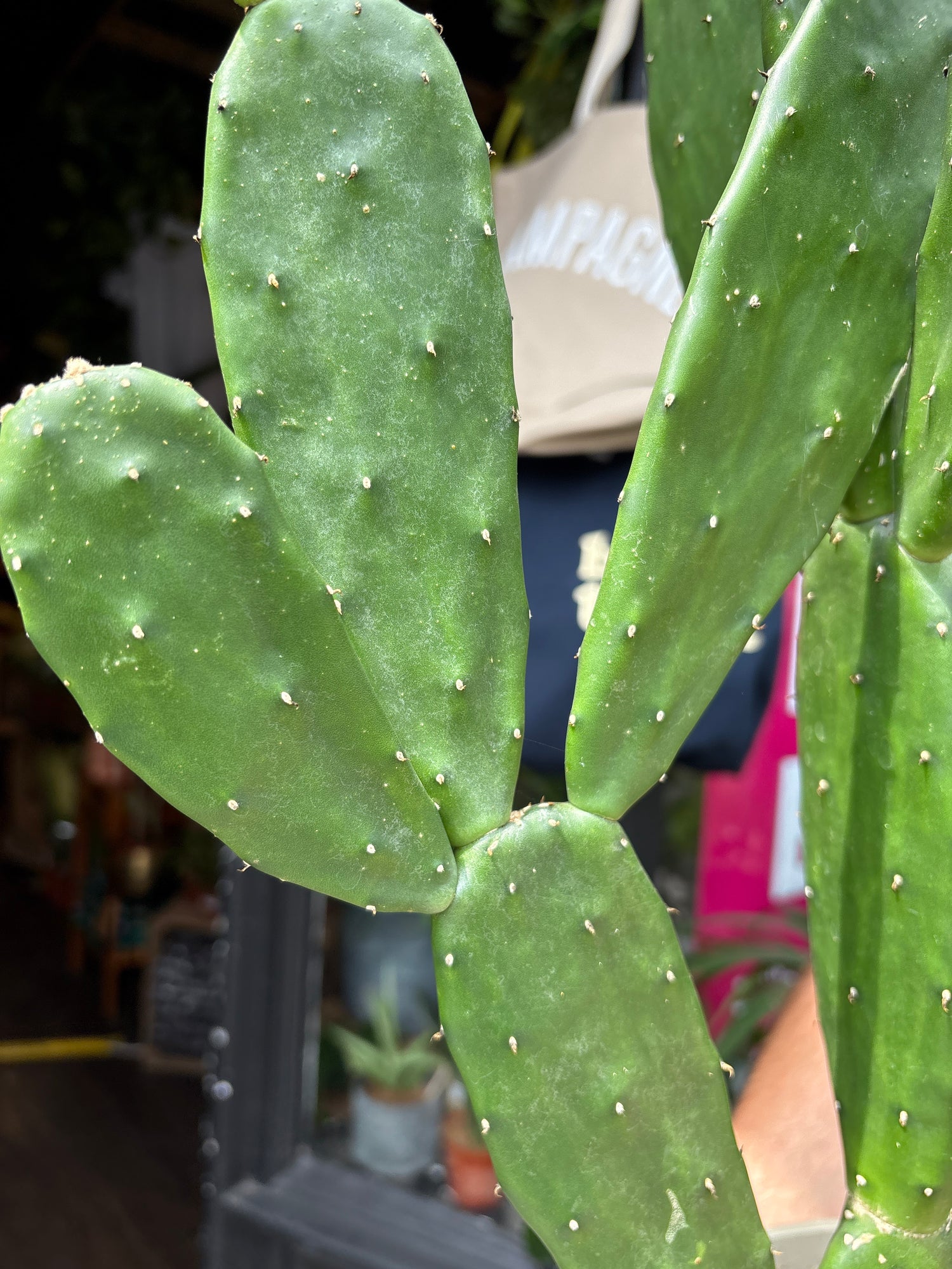 Opuntia Cochenillifera, also known as Nopal Cactus, Cochineal Nopal or Prickly Pear Cactus, outside Urban Tropicana’s store in Chiswick, London
