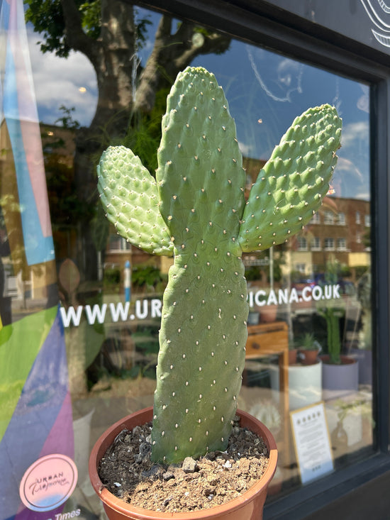 An Opuntia Consolea or Roadkill Cactus in front of Urban Tropicana’s Plant Shop in Chiswick London