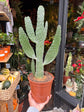 An Opuntia Consolea plant in front of Urban Tropicana’s Plant Shop in Chiswick London