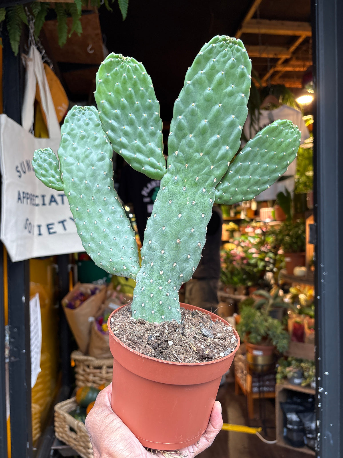 Opuntia Consolea cactus in 13cm pot outside Urban Tropicana plant shop in Chiswick, London