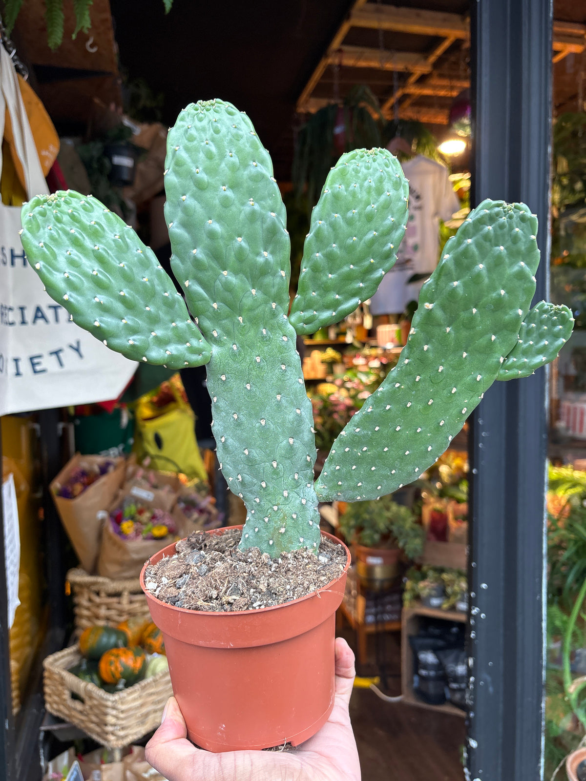 Opuntia Consolea cactus in 13cm pot outside Urban Tropicana plant shop in Chiswick, London