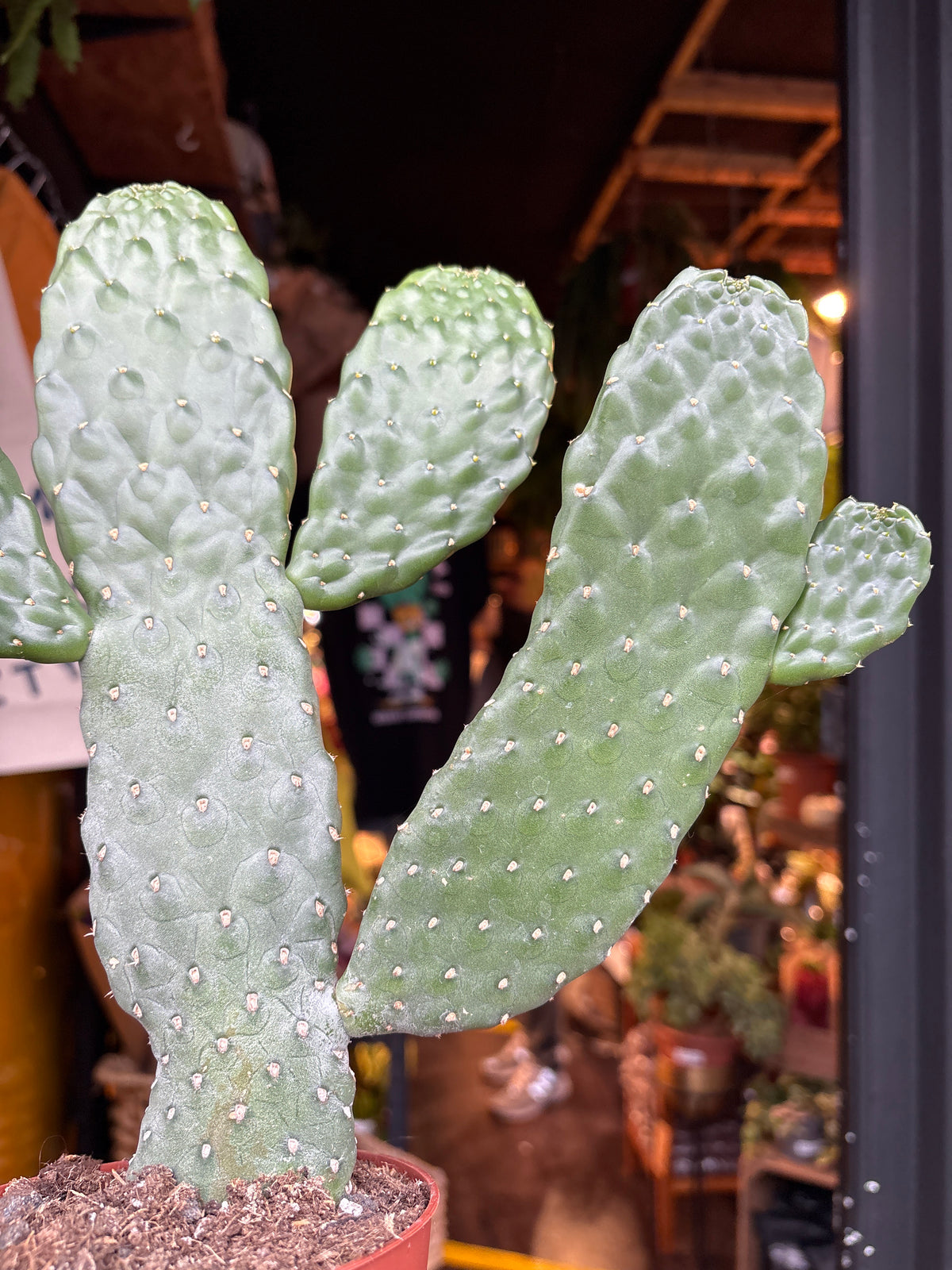 Opuntia Consolea cactus in 13cm pot outside Urban Tropicana plant shop in Chiswick, London