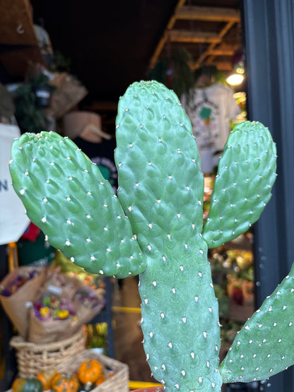 Opuntia Consolea cactus in 13cm pot outside Urban Tropicana plant shop in Chiswick, London