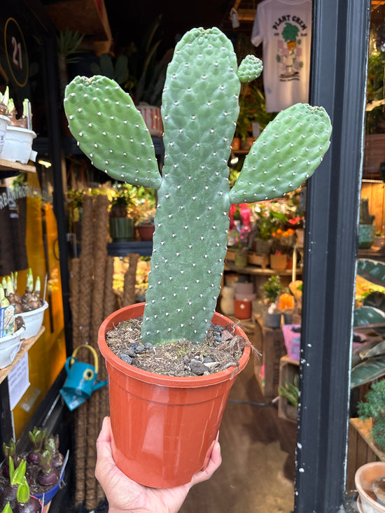Opuntia Consolea | 17cm pot