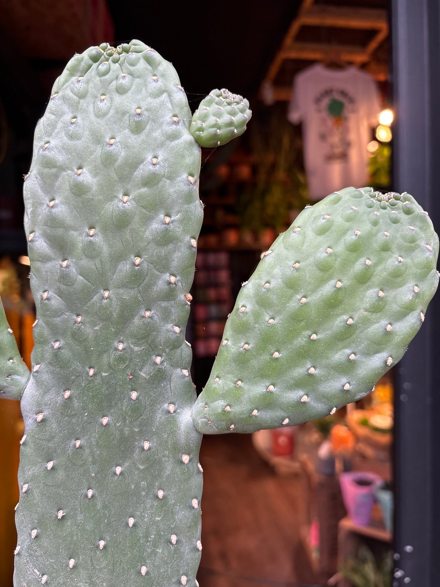prickly pear cactus uk Opuntia Consolea - House Plants - Plant Shop