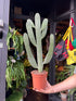Opuntia Consolea cactus in 17cm pot outside Urban Tropicana plant shop in Chiswick, London