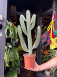 Opuntia Consolea cactus in 17cm pot outside Urban Tropicana plant shop in Chiswick, London